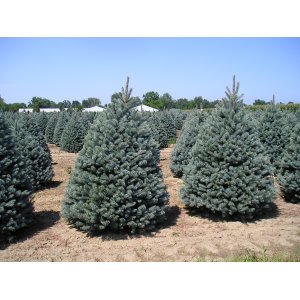 Smrek pichľavý (Picea pungens) ´FAT ALBERT´- výška 210-220 cm, kont. C35L